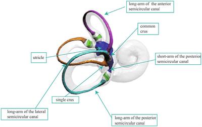 Intelligent analysis and measurement of semicircular canal spatial attitude